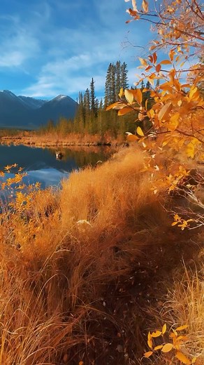 3.5K views · 173 reactions | The perfect Indian Summer in Banff, Canada  The vibrant colors of autumn foliage make this place truly magical 朗 #banff #indiansummer #canada | Dennis Schmelz | Facebook