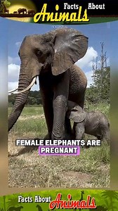 64K views · 464 reactions | Here are some astonishing animal facts that may surprise you. #lifestyle #facts #about #animals #nature | Facts about Animals | Facebook