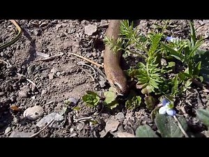 Züngelnde Blindschleiche