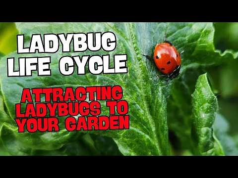 The Life Cycle of Ladybugs in Your Garden