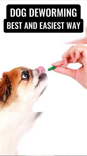 9.8K views · 83 reactions | Dog Deworming in best and easiest way❓ | Dogs Your Friends Forever | Facebook