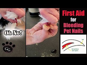 First Aid for Bleeding Pet Nails (Claws) - Using Styptic Powder Kwik Stop - Gina's Grooming