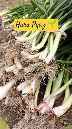 Grass Green Khet🌱#green#greenscreen#onion#farm#shortsviral#shorts#viralvideo#viral#ytshorts#kheti