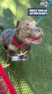 28K views · 862 reactions | Meet Bro, Limbo and Leo: the adoptable...