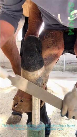 Farrier Trimming a Horse’s Hoof – Essential Equine Care in Action
