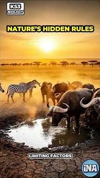 The Hidden Rules of Ecosystems (KS3 Science)