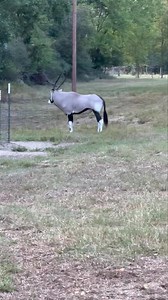 1.1M views · 9.8K reactions | BAM! #sci #chital #oryx #deerfeed #guidedhunts #goldmedalaxis #texashuntingranches #southtexas #monsterbucks #texasexotics #whatgetsyououtdoors #exotichunting #corporatehunts #exotics #exotichunts #deerhunting #axisdeer #texasexotichunting #blackbuck #axisbuck #aoudad #hillcountryhuntingranches #youthhunter #hunting #packagehunts #youthhunt #wildlifemanagament #southtexashuntingoutfitters #nilgai #corporateretreats | South Texas Hunting Outfitters | Facebook