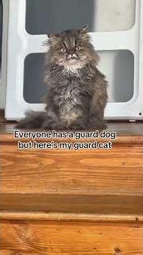 The cute grumpy cat face 🐱 #funny #cat #usa #foryou #funnyvideos #funnycat #fyp