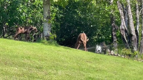Frisky Moose Calves Play in Sprinkler