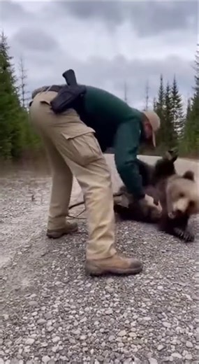 Grizzly Cub Rescue Turns Into a Bear Charge 🐻