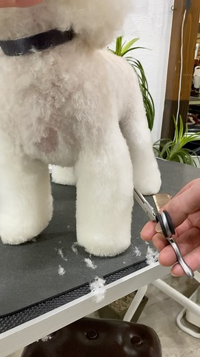 プロトリマーによるトリミング動画/アタッチメントトリミング/クリッパー/ママミング応援/藤原直英 on Instagram: "【アタッチメント時短トリミング】 アタッチメントをしっかりかけて、 シザーリングを減らし、 時短に繋げる。 #トリマー #トリミング #アタッチメントトリミング"