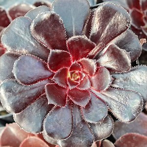 Aeonium arboreum 'Black Rose'