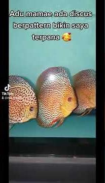 Pattern Discus Fish - Leopard, Leopard Snakeskin, Maze Turquoise, and Many More ! - Zora Discus