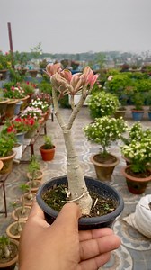 24K views · 343 reactions | Variegated Adenium (Desert Rose) ...