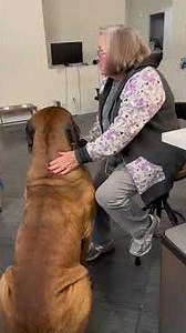 When a GIANT dog and TINY grandma are bestest friends in the world #dog #dogs #cutedog