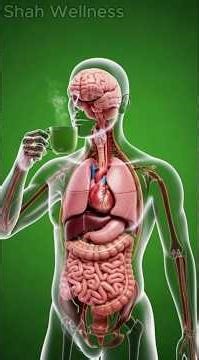 What Green Tea Really Does Inside Your Body (3D Anatomy)