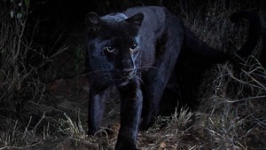 Rare black leopard captured in new images from Kenya