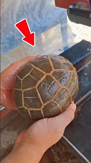 Looks Like a Shell… It’s a Crystal