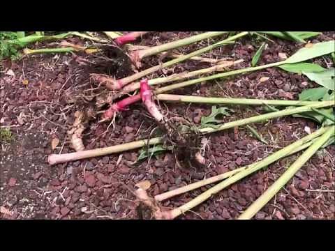 Growing WHITE GINGER LILY = Hedychium Coronarium