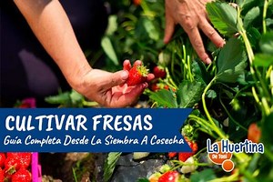 Cultivo De Fresas. Para Plantar Fresas o Frutillas. Guía Completa