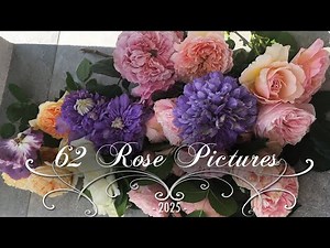 Beautiful Roses in Full Bloom – 62 Photos from My Rose Garden • French Garden