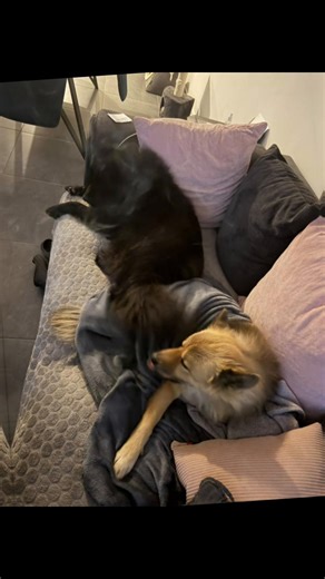 Petite présentation de Tiana 3 ans une jolie eurasier très charmante avec beaucoup d’amour à donner craintive avec les personnes les tellement gentille et collante elle sait apporté l’amour et le réconfort quand on a en besoin #pourtoi #fyp #chien #eurasier #dog