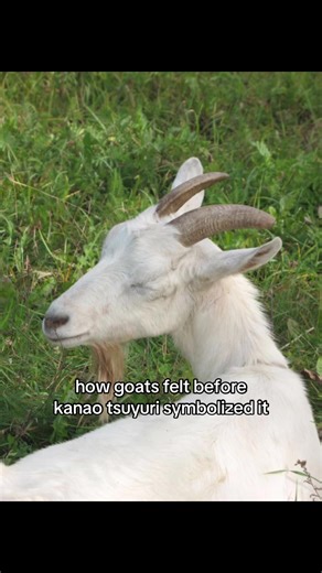 Understanding Goat Emotions Through Kanao Tsuyuri's Lens