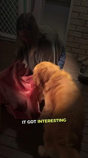Dog froze when she saw what was inside THIS box! 🤯💛\n#cuteanimals #goldenretriever #dogs