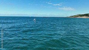 Aerial View of Winging, Wing Foiling, Wind Surfing in Sydney waters on a beautiful summers day. Aerial pan of action packed water sports.