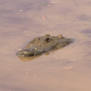 2.2M views · 10K reactions | Tim and his team try to move a stubborn alligator who has made himself at home in the mud. Will they succeed? 樂 | Untamed | Facebook