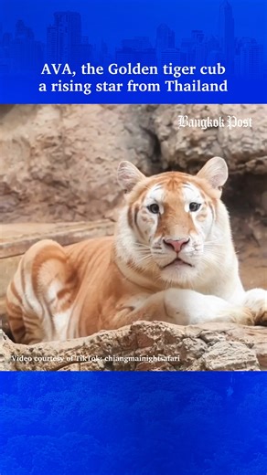 CHIANG MAI - Ava, the adorable female golden tiger cub, also known as a “strawberry tiger”. Her charming looks dispel the fearsome image typically associated with tigers, quickly winning her a growing fan base on social media. Golden tigers like Ava are extremely rare, with fewer than 100 known to exist worldwide. You can see her at the Chiang Mai Night Safari in Thailand. #AVA #Chiangmainightsafari #เอวา #tiger #goldentigercub #zoo #Thailand | Bangkok Post