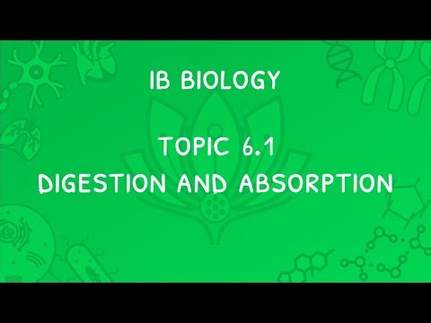 IB Biology Topic 6.1: Digestion & Absorption