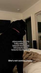 381K views · 11K reactions | When you’re used to both humans being home every night but mom goes out of town for the first time. #dogs #puppy #labrador #blacklab #dogsoffacebook #cutedogs | Theblacklabradorpoppy | Facebook