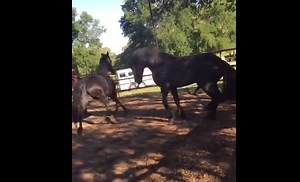 BRUTAL Video Shows Stallion Killed By Mare’s Kick During Mating Attempt, Internet Explodes