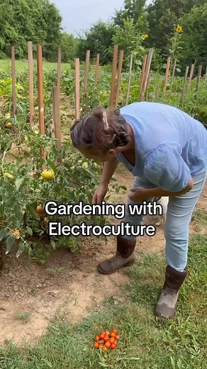 122K views · 1.7K reactions | An electroculture stick is a simple yet...