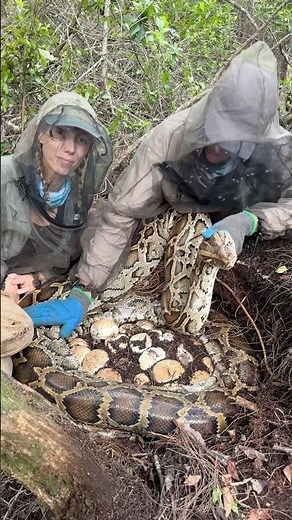 Mosquitos are the biggest challenge when looking for pythons in Florida