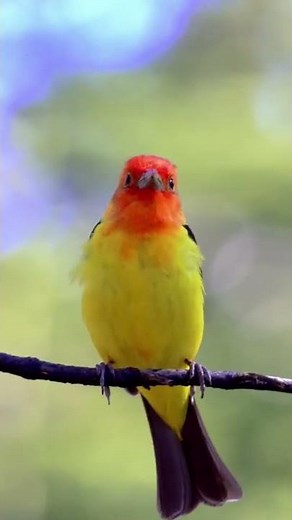 Hear the Beautiful Sounds of the Western Tanager!