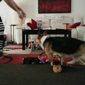 Bella learns sign language. Sorta.