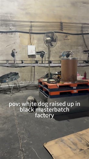 POV: A white dog raised up in a black color-masterbatch factory