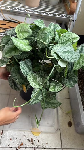 REPOT WITH ME: Scindapsus Exotica | Share + Save I noticed my...