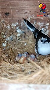 747K views · 5.4K reactions | Gouldian finch baby with their foster parents. #finch #finches #birds #gouldianfinch Exotic Pets | Exotic Pets Aviary | Facebook