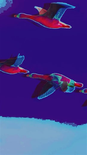 Bird Screaming Planet on Instagram: "Vanish. It may seem like I’ve vanished and I feel a bit like I have as well. I saw these birds on their path and thought about our paths. Nothing is ever as planned and we can only do our best and be kind to one another. I’m taking my time recording a new lot of tracks. Life goes on around us and we need to prioritise what’s important. My yardstick is set by the universe and my anxiety brings it forward. I’m so thankful I’ve still got my little Chihuahua man 