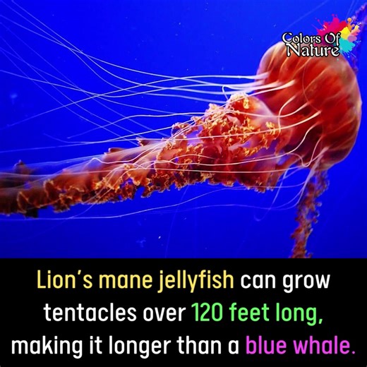 Lion’s mane jellyfish | Colors Of Nature