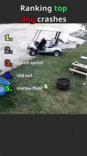 Ranking the messiest dog accidents ever #funnydog #hilarious #dogsofyoutube