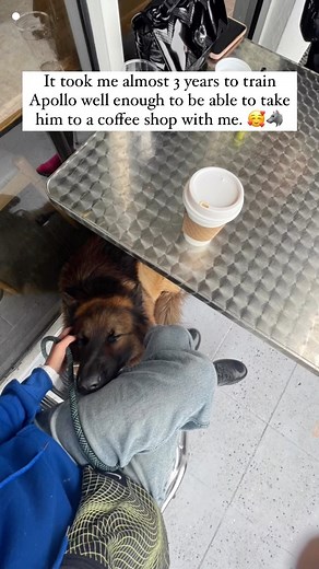 6.4K views · 220 reactions | He is the goodest boy! 殺 #coffee #germanshepherd #dogsofinstagram #reel #dogtraining | apollo_germanshepherd | Facebook