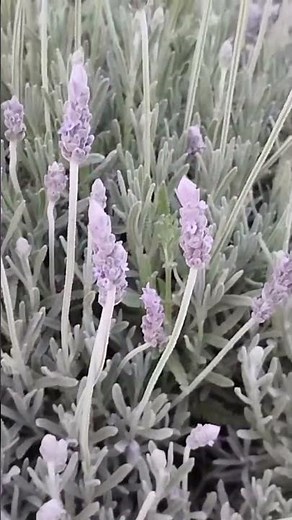Curiosidades de la lavanda