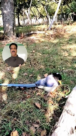 The Yellow-Bibbed Blue Magpie. In this video, I talk about a bird, the Yellow-Bibbed Blue Magpie that has recently become common in our orchards. I believe it’s behind the disappearance of many small birds that once filled our gardens with life. Watch till the end as I share my observations, possible reasons. Share your thoughts, have you seen this bird in your area too? #kashmirvalley #birds #srinagar #viralreelschallenge #viral | Anayat Bhat