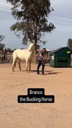 Branco | Bucking Horse @jxranches @realtorbrielle | Ben Hunzeker