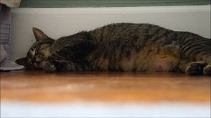 7.5K views · 1.1K reactions | Edited to add: I recommend watching it on mute; I'm not sure why the sound is so LOUD. Throw Back Thursday: In lieu of a video of Crumpet's belly (still trying to get that!), here's my very first alien belly video. Emmy, from 2012. She gave birth early the next morning to 4 kittens. | Love & Hisses | Facebook