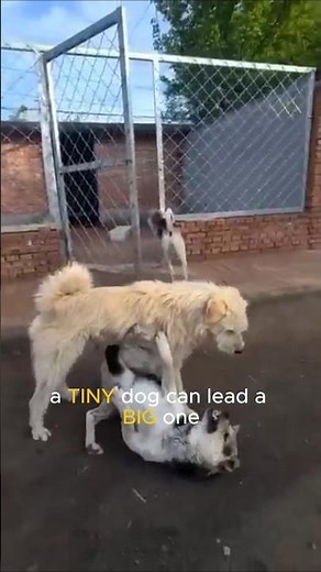 ALPHA dog? Here's how dogs decide the LEADER! #shorts #dog